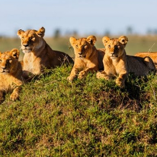 8 DAYS COMBINED KENYA & TANZANIA BUDGET SAFARI